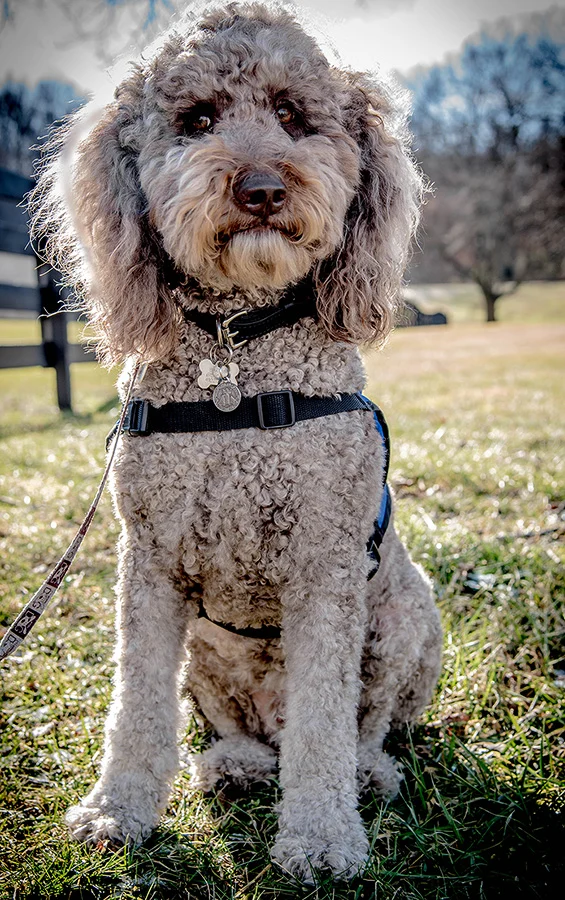 Barkley Beau is a fourth generation Australian Labradoodle.