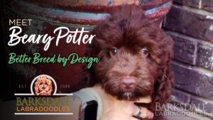 Meet Beary Potter - Better Breed by Design