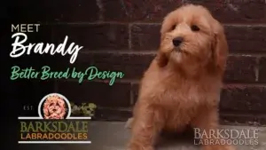 Meet Brandy - Better Breed by Design