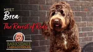 Meet Brea- The Rarest of Reds