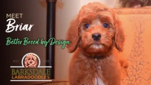 Meet Briar - Better Breed by Design