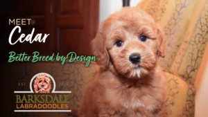 Meet Cedar - Better Breed by Design