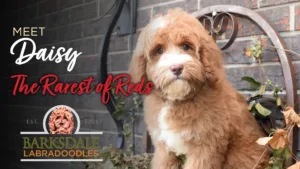 Meet Barksdale's Daisy - The Rarest of Reds