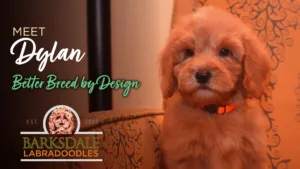 Meet Dylan - Better Breed by Design