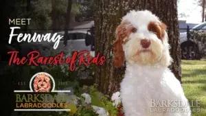 Meet Fenway - The Rarest of Reds