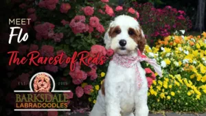 Meet Flo - The Rarest of Reds