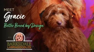 Meet Gracie - Better Breed by Design