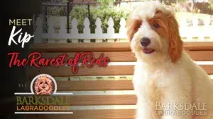 Meet Kip, the Rarest of Reds.