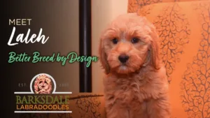 Meet Laleh - Better Breed by Design