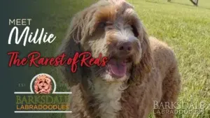 Barksdale’s Princess Millie (Female)