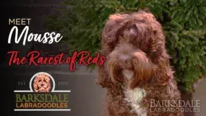Meet Mousse - The Rarest of Reds