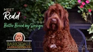 Meet Redd - Better Breed by Design