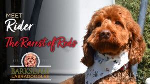 Meet Rider - The Rarest of Reds
