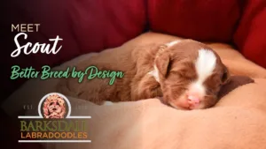 Meet Scout - Better Breed by Design