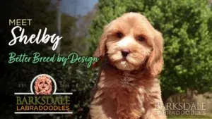 Meet Shelby - Better Breed by Design