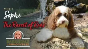 Meet Sophi, The Rarest of Reds