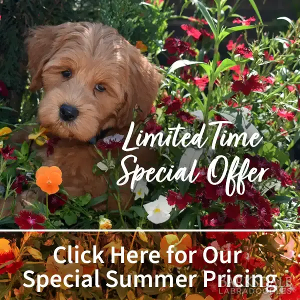 Limited Time Special Offer - Click Here for Special Summer Pricing