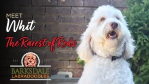 Meet Whit - The Rarest of Reds
