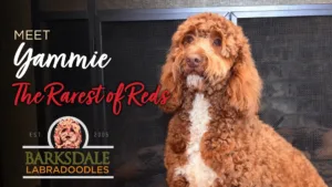 Meet Yammie - The Rarest of Reds