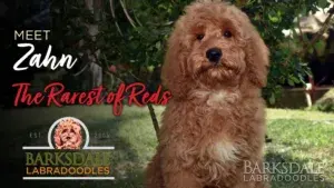 Meet Zahn - The Rarest of Reds