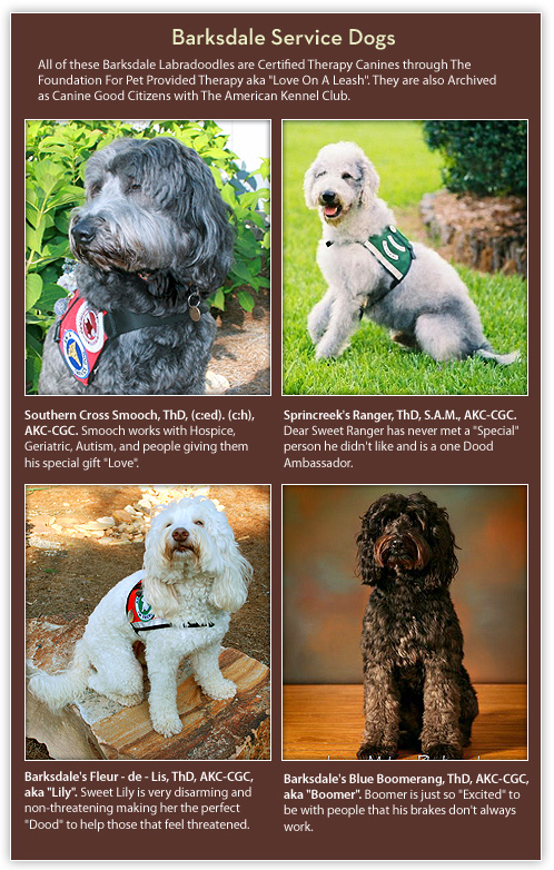 Therapy Doods - Barksdale Labradoodles