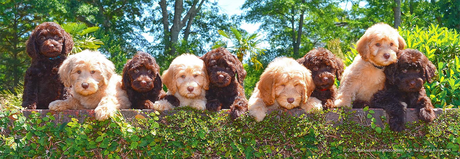 25 HQ Pictures Labradoodle Puppy Price Uk - Neutering Puppies At 6 Weeks Old Rspca And Labradoodle Breeders Should Hang Their Heads In Shame