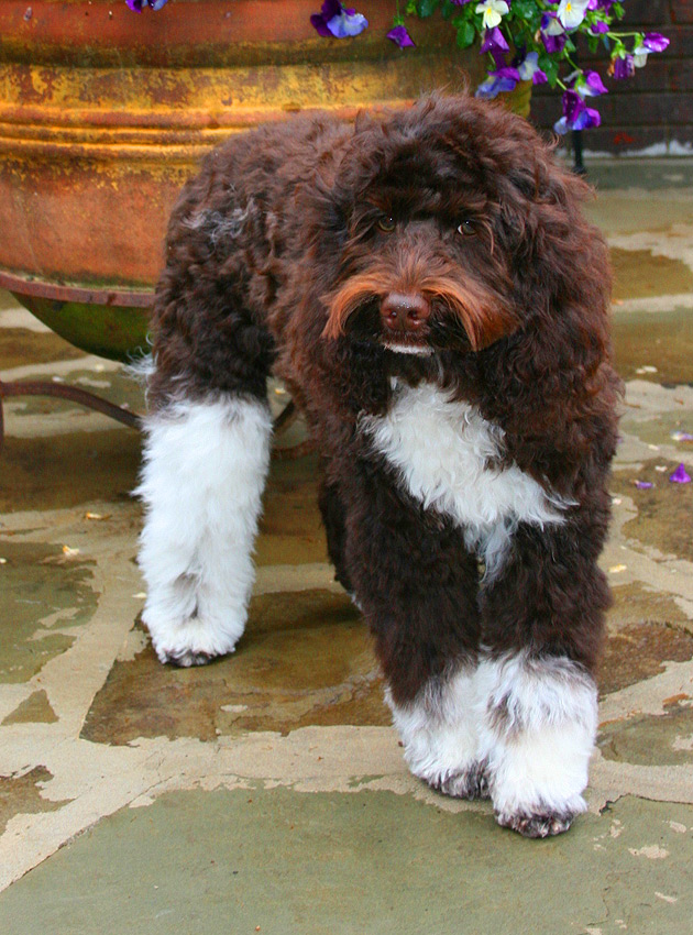chocolate and white parti labradoodle