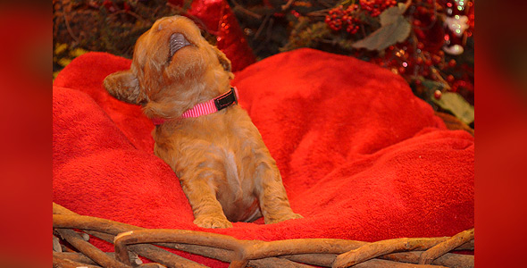 Barksdale Labradoodles