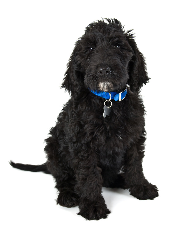 Black Labradoodle Puppy Facts You Didn't Know You Wanted ...