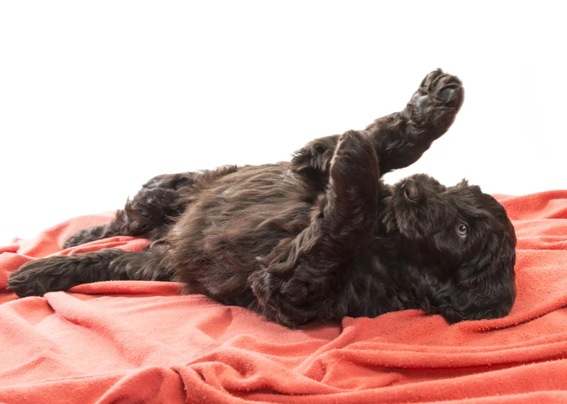 black labradoodle puppies
