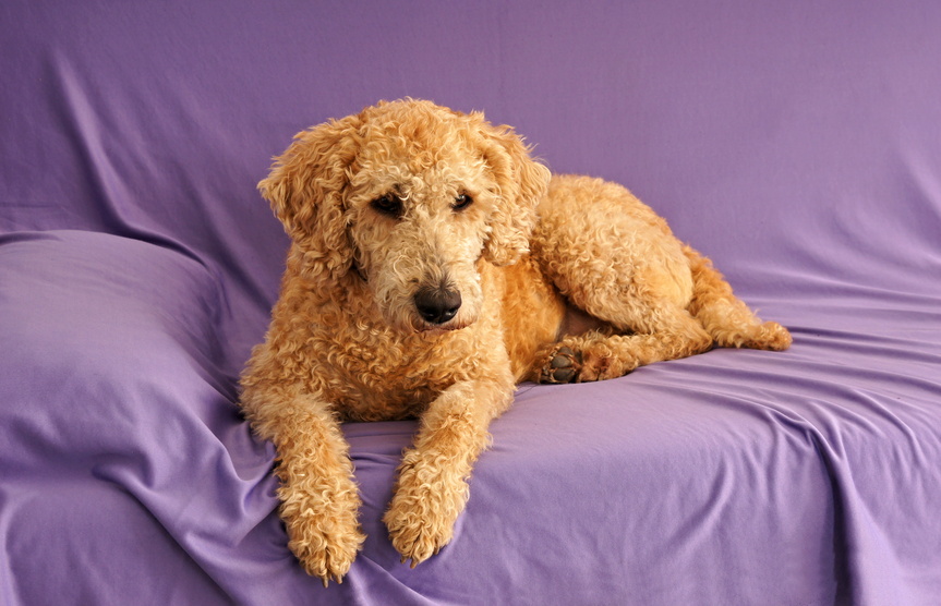 labradoodle for sale