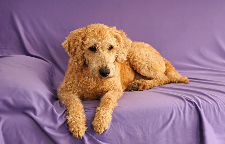 black labradoodle puppies