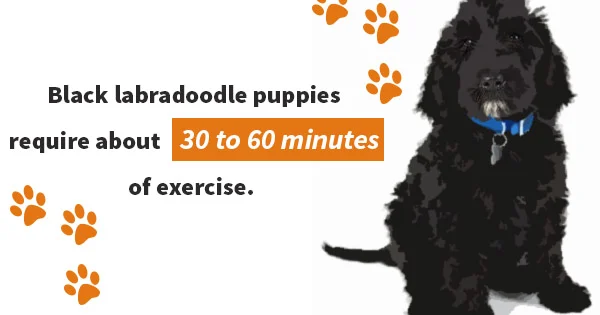 black labradoodle puppies 