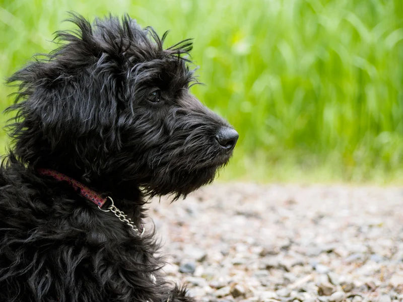 black labradoodle puppies