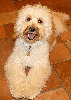 Barksdale's Golden Cashmere "Cash" Barksdale's Golden Cashmere "Cash"