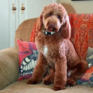 Breeders - Bron (Male)