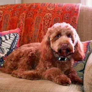 Breeders - Bron (Male)