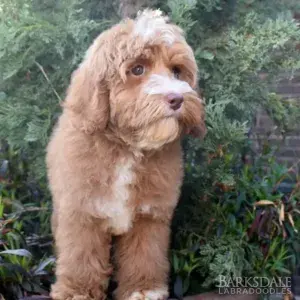 Breeders - Daisy May (Female)