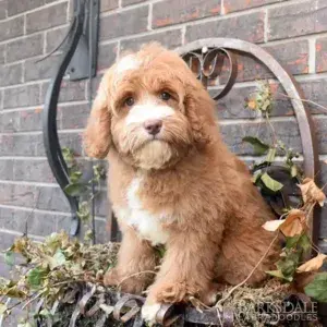 Breeders - Daisy May (Female)