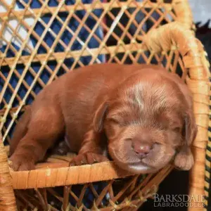 Meet Barksdale's Monk