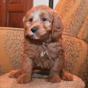 Meet Barksdale's Monk