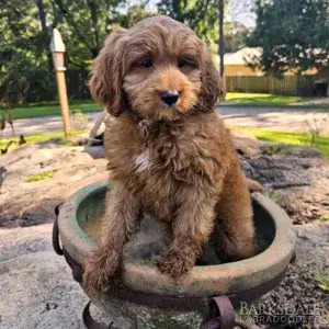 Meet Barksdale's Monk