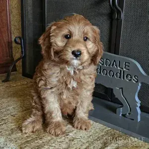 Meet Barksdale's Monk