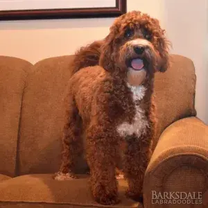 Meet Barksdale's Ophelia (Female)