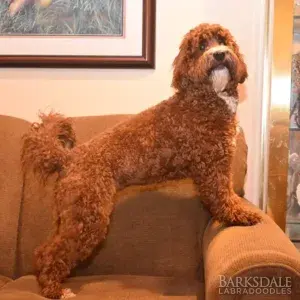 Meet Barksdale's Ophelia (Female)