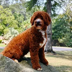 Meet Barksdale's Ophelia (Female)