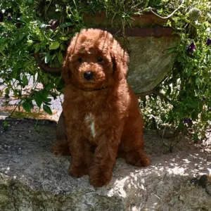 Breeders - Orly (Male)
