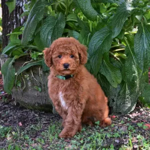 Breeders - Orly (Male)