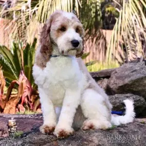 Meet Barksdale’s Buzz Lightyear (Male)