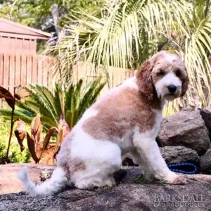 Meet Barksdale’s Buzz Lightyear (Male)